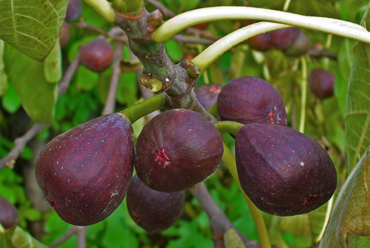 Кои са полезните свойства на плодовете, наречени „сладострастните лечителки“