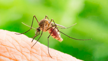 Народни средства за защита от комари