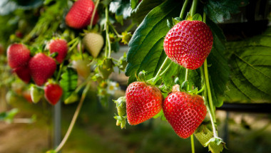 Как да разпознаем истинските ягоди от обработените?