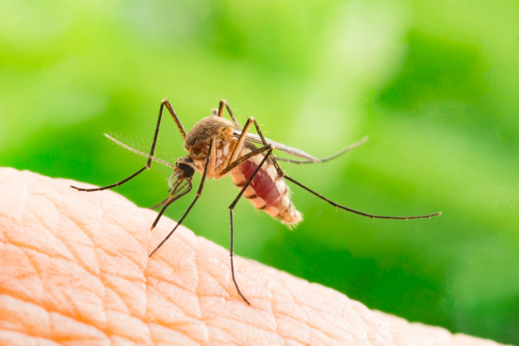 Народни средства за защита от комари