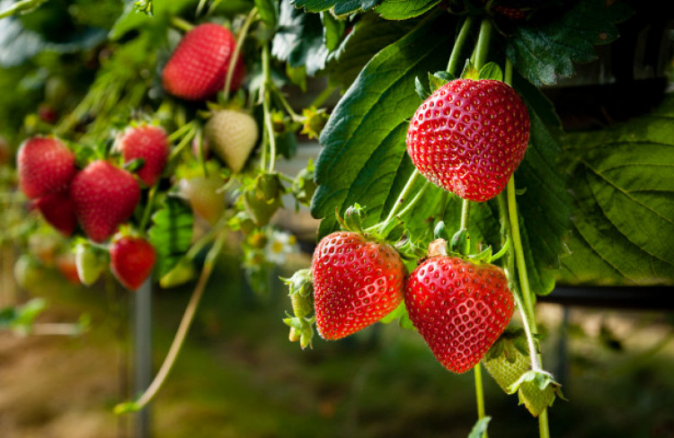 Как да разпознаем истинските ягоди от обработените?