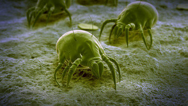 Хиляди паразити живеят в леглото ви