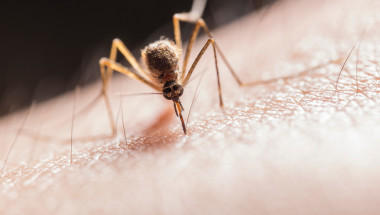 Кои хора са най-застрашени от комарите през лятото