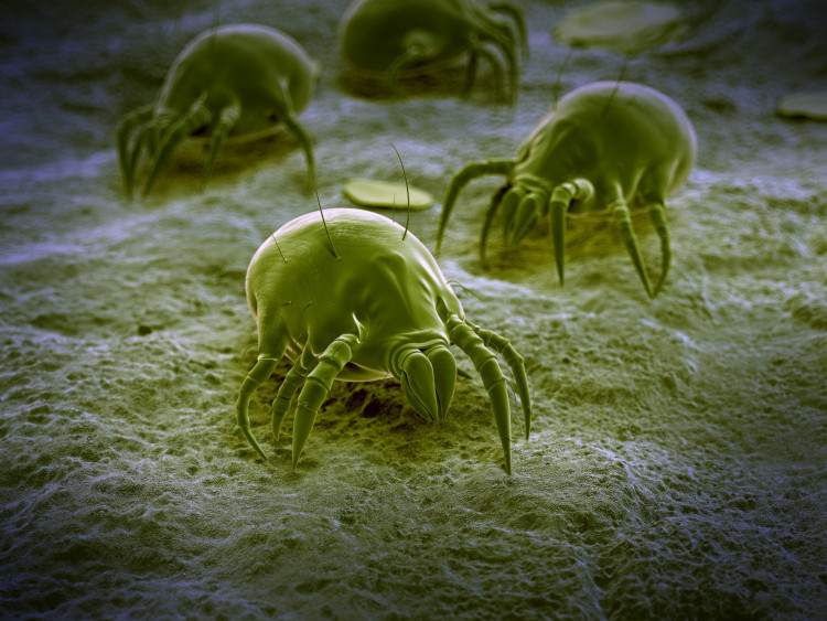 Хиляди паразити живеят в леглото ви