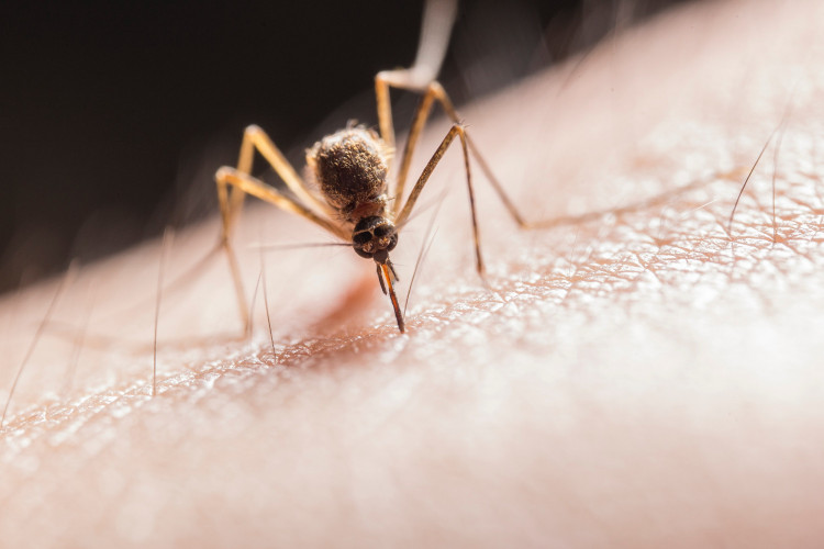 9 естествени аромата, които комарите не могат да понасят