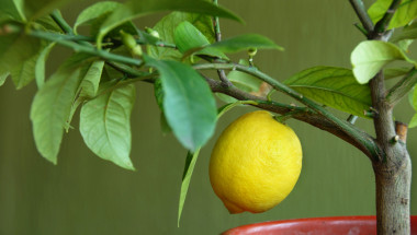 Лимоново дърво и кипарис в стаята пречистват въздуха от микроби