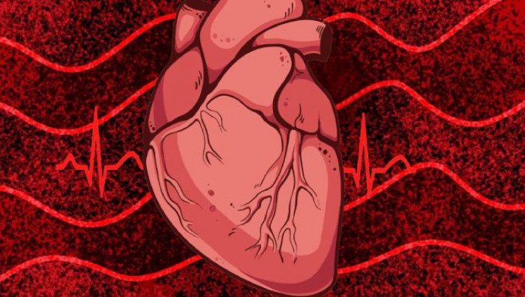 Ако сърцето е мускул, тогава защо не се уморява?