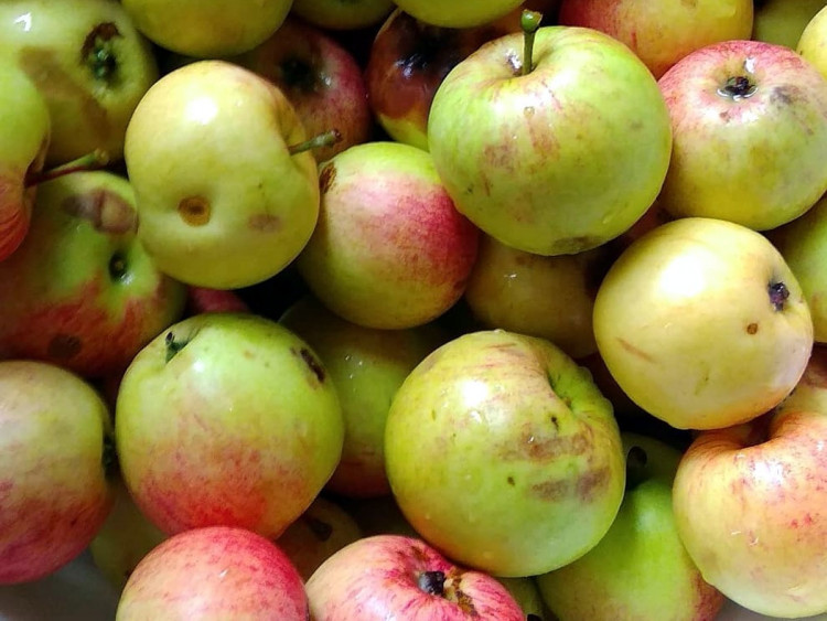 Нагнилите плодове съдържат отровни микротоксини