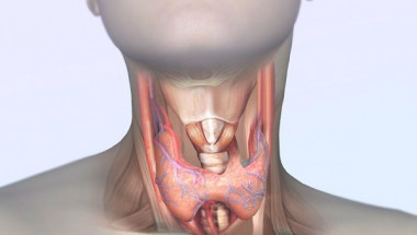 Как да разпознаем проблемите с щитовидната жлеза