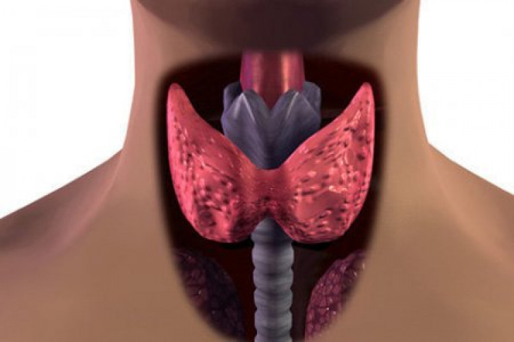 Двата основни симптома, които показват проблеми с щитовидната жлеза