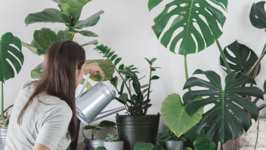 Кои растения пречистват въздуха у дома?