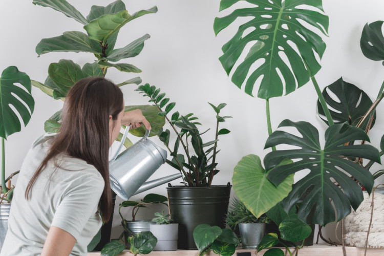 Кои растения пречистват въздуха у дома?