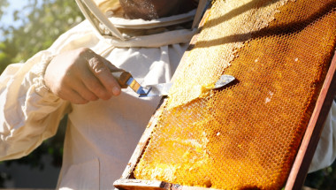 Д-р Пламен Енчев: Най-добрият мед за лечение е от пчелна пита