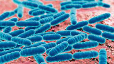 Бактериите Локтобацилус се оказаха вредни за...