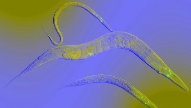 Малки червеи могат да усетят миризмата на ракови клетки в белия дроб