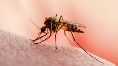 Комарите избират своите „жертви“ по миризмата