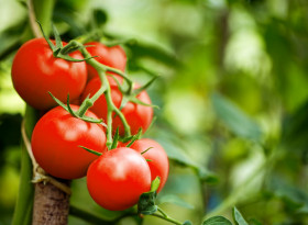В никакъв случай не яжте тези храни, ако сте консумирали домати