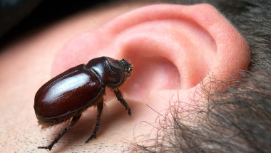 Опасно ли е пролазването на насекомо в ухото?