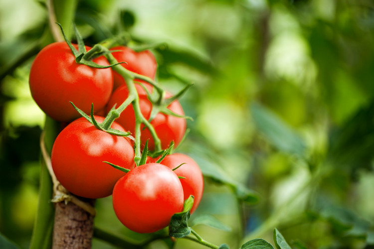 В никакъв случай не яжте тези храни, ако сте консумирали домати