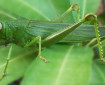 Учените изумени: Това насекомо надушва рака преди да се развие