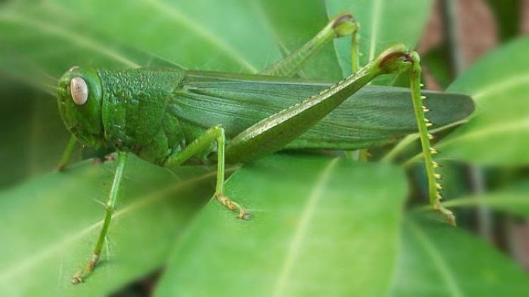 Учените изумени: Това насекомо надушва рака преди да се развие
