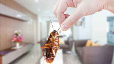 Домашна рецепта за лекарство против хлебарки: Имате всички съставки у дома