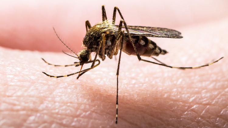 Проф. д-р Тодор Кантарджиев, д.м.н., мзм:: Заради дъждовете в следващите седмици се очакват голям брой комари