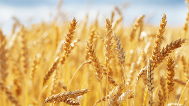 Пшеницата лекува бъбреците