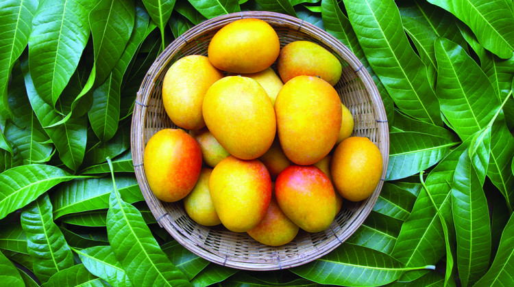 Настойка от листа  на манго контролира  нивото на кръвната захар