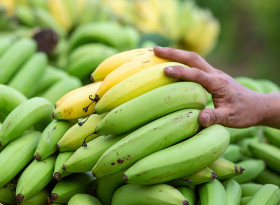 Зелените банани са най-полезни за здравето
