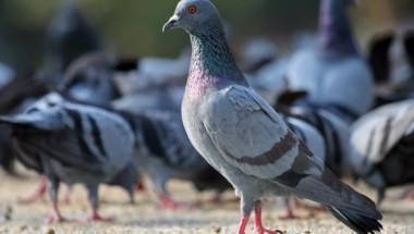 Паразитолог Бартули: Храненето на гълъби може да е опасно
