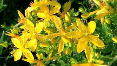 Една от най-тачените билки в България е жълтият кантарион