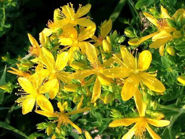 Една от най-тачените билки в България е жълтият кантарион