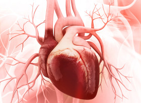 9 удивителни факта за сърдечния мускул
