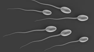 14 интересни факти за сперматозоидите, които вероятно не знаете
