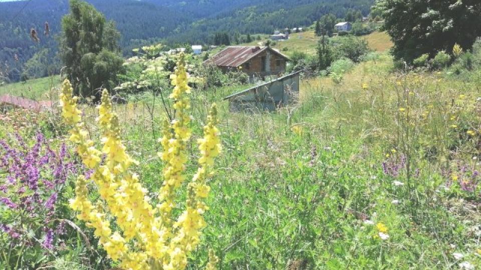 Дълголетници събират чудодейна билка в Родопите