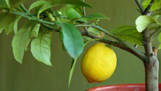 Лимоново дърво и кипарис в стаята пречистват въздуха от микроби