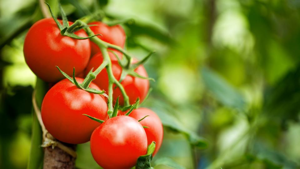 Как да разберете дали доматът е пръскан: Това са надеждни показатели