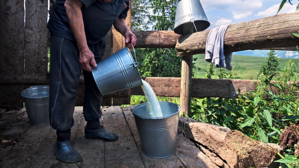 Суровото прясно мляко - източник на бактерии и вируси