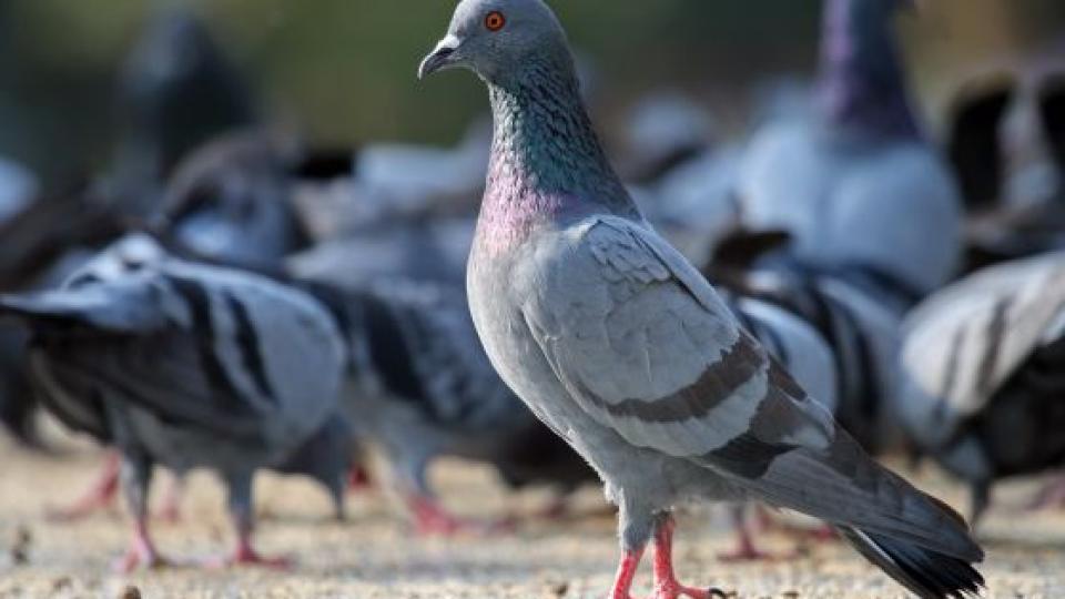 Паразитолог Бартули: Храненето на гълъби може да е опасно