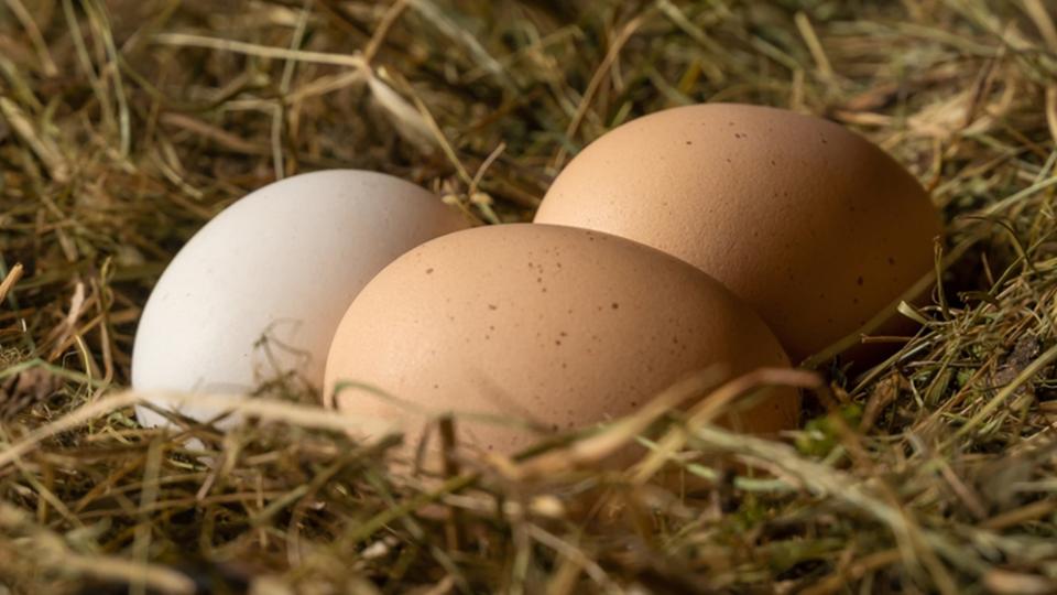 3 яйца на седмица намаляват риска от болести на сърцето с 60%