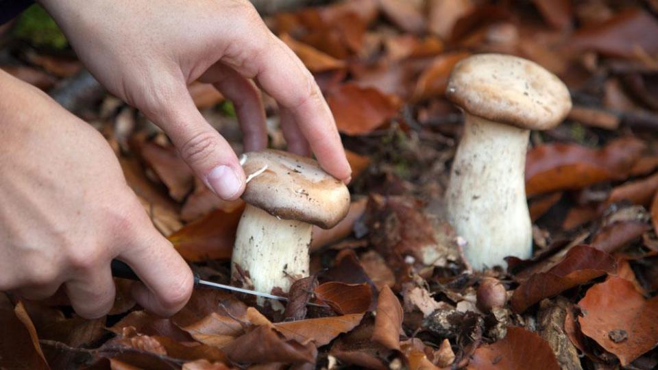 Може ли човек да се отрови с ядливи гъби?