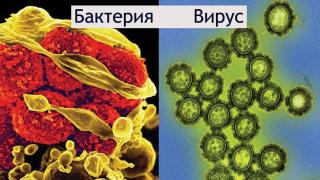 Каква е разликата между бактериална и вирусна инфекция?