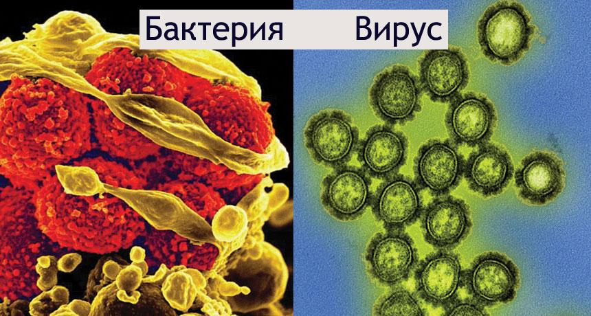 Каква е разликата между бактериална и вирусна инфекция?