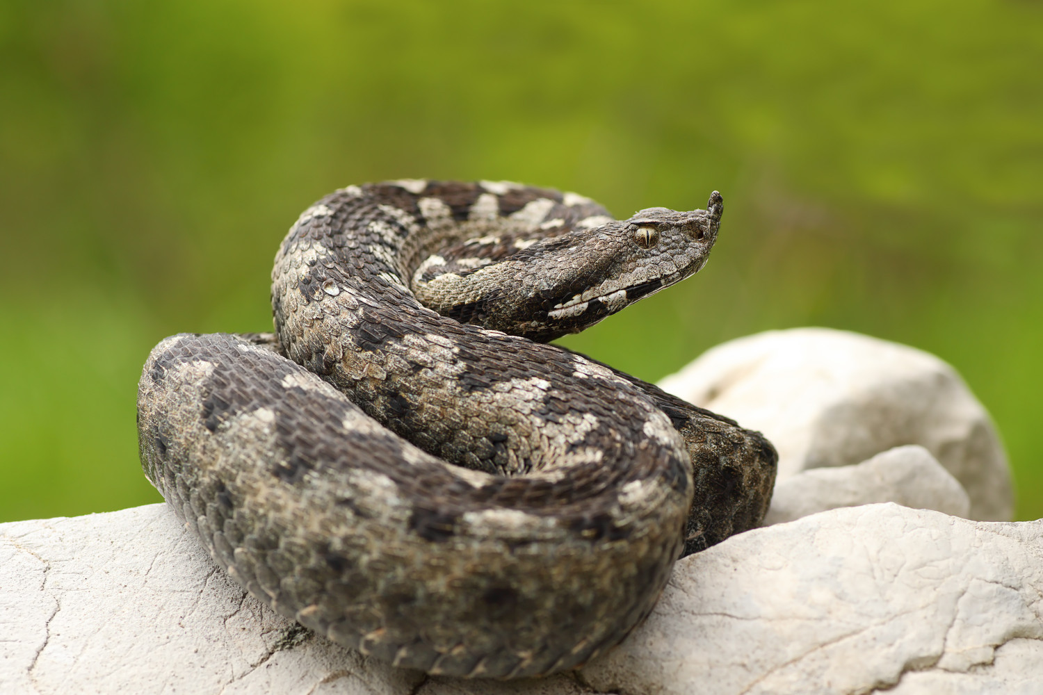 видове змии в българия