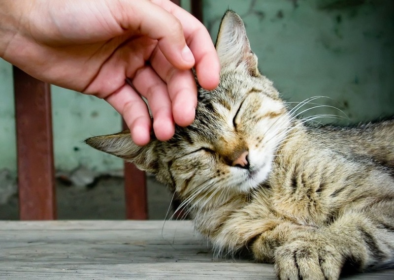 Котките могат да лекуват! Това е мястото, където трябва да сложите животното, за да се почувствате по-добре