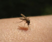 Народни средства за борба с комарите, които работят