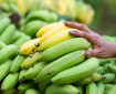 Зелените банани са най-полезни за здравето